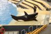 LORO PARQUE > 30_Orca Ocean