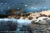 LORO PARQUE 2013 > 05_Planet Penguin > Eishalle der Pinguine