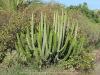 TF-64 zwischen San Isidro und Granadilla de Abona > Kakteen