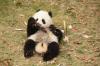 Panda1-28 Panda1-28