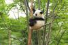 Panda1-31