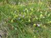 A:KTN>Fahrt zum Großklockner>Blumen2