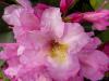 Rhodo14 Rhodo14